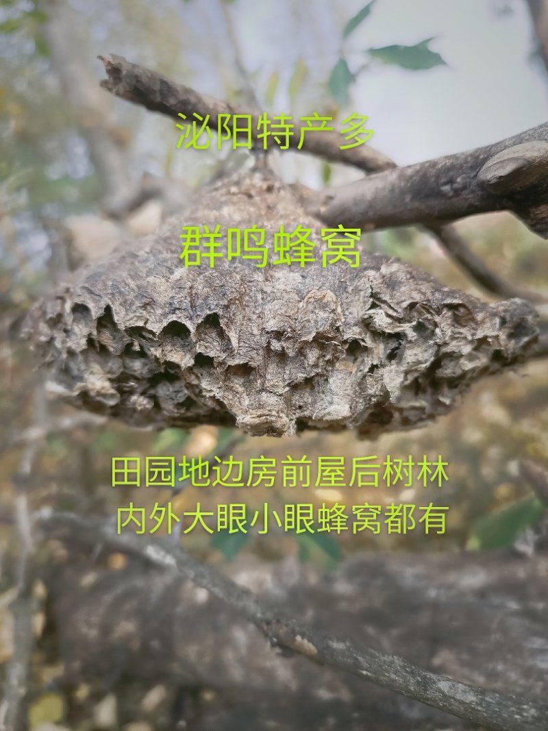 泌阳特产:蜂窝.软蜂窝..蜂房.软蜂房.蜂巢.软蜂巢。