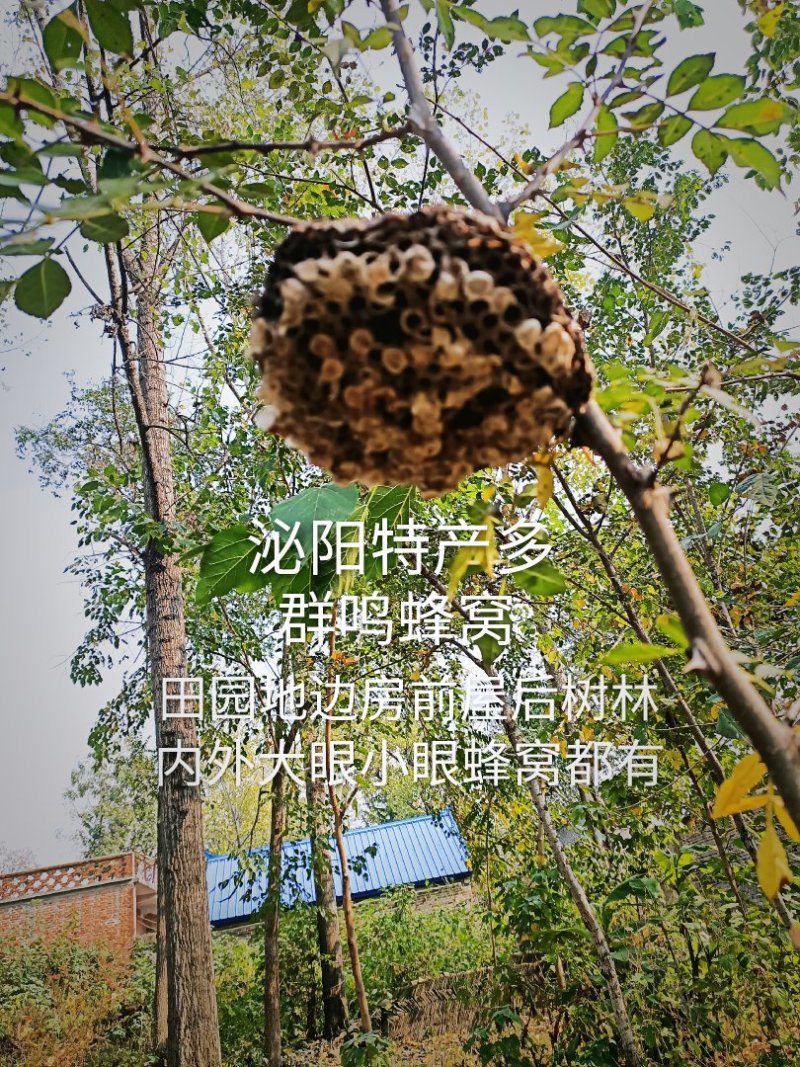 泌阳特产:蜂窝.软蜂窝..蜂房.软蜂房.蜂巢.软蜂巢。