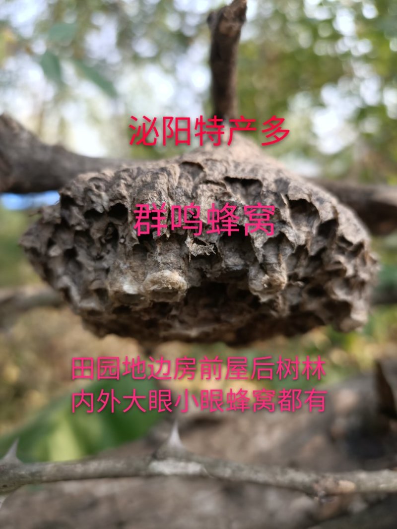 泌阳特产:蜂窝.软蜂窝..蜂房.软蜂房.蜂巢.软蜂巢。