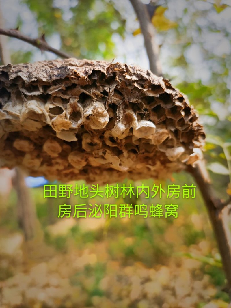 泌阳特产:蜂窝.软蜂窝..蜂房.软蜂房.蜂巢.软蜂巢。
