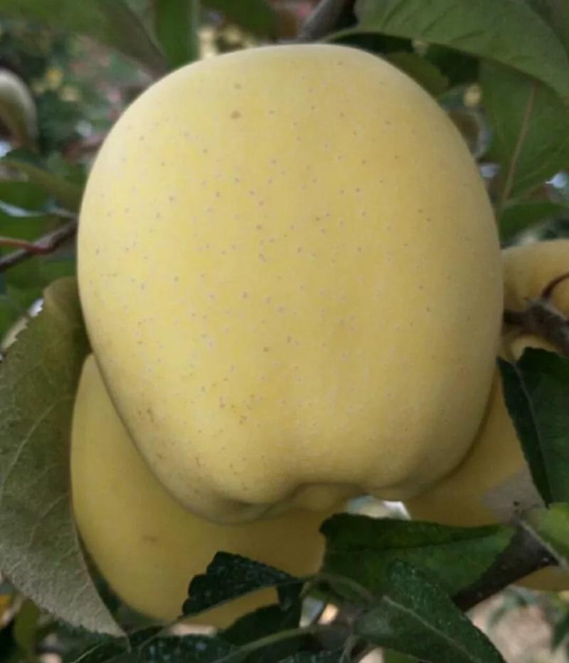 维纳斯黄金苹果苗矮化众成一号苹果苗瑞阳苹果苗包成活