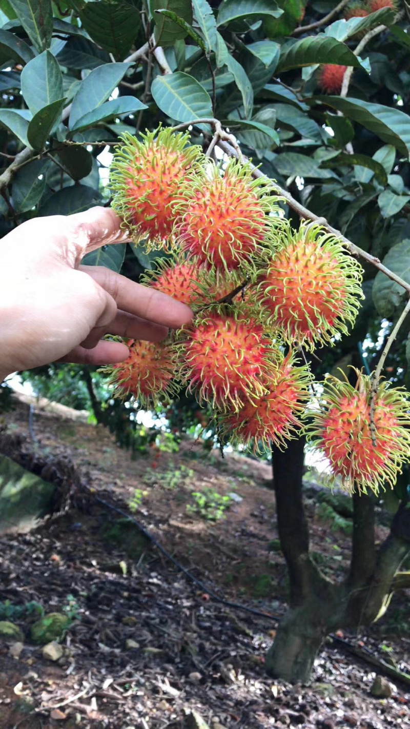 保亭红毛丹