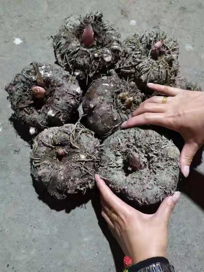 花魔芋