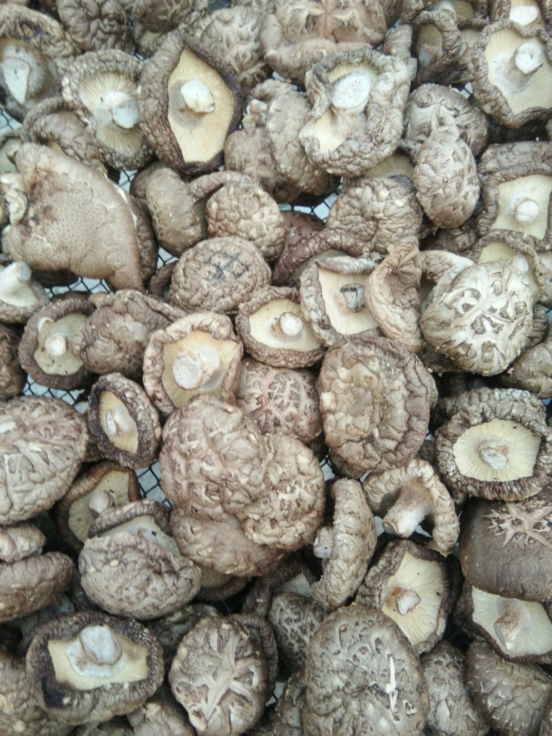 河南春栽袋料干香菇，新货，特价，复购200斤免邮费