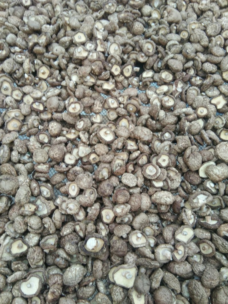 河南春栽袋料干香菇，新货，特价，复购200斤免邮费