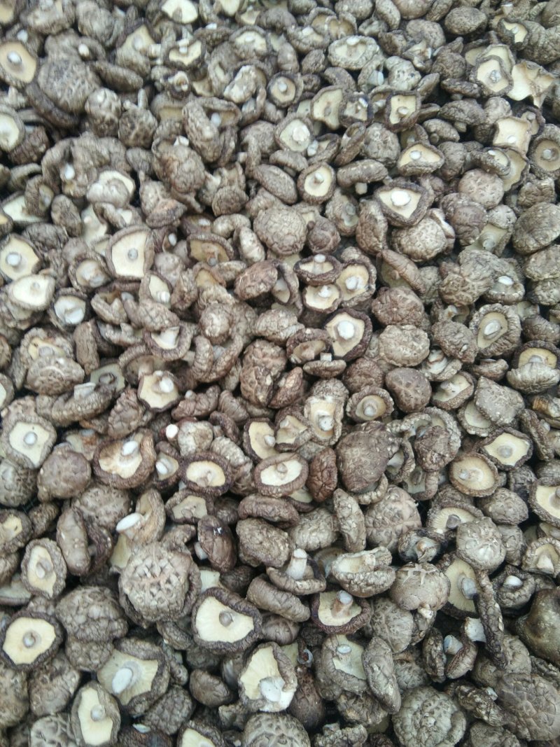 河南春栽袋料干香菇，新货，特价，复购200斤免邮费