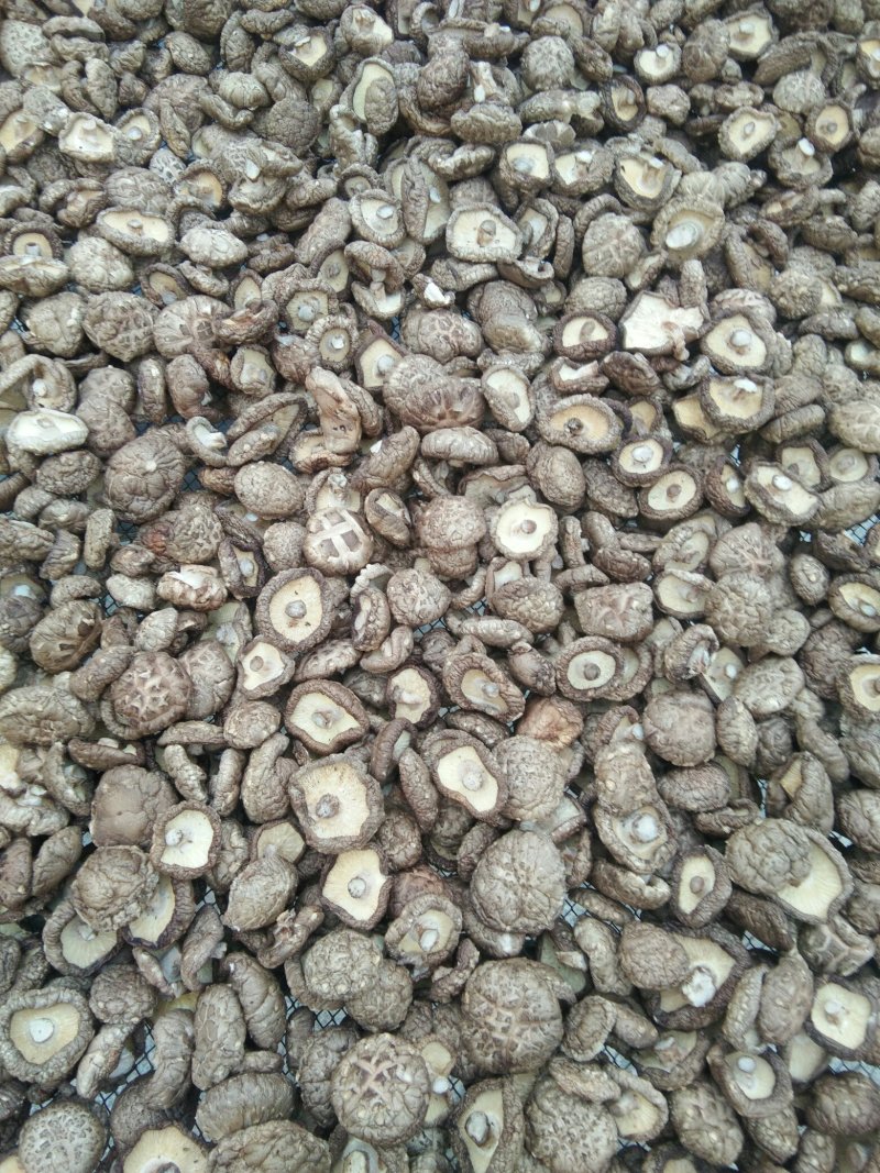 河南春栽袋料干香菇，新货，特价，复购200斤免邮费