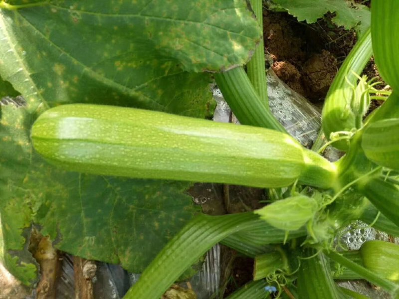 西葫芦瓜大量现货质量保证柿大量上市，货源充足