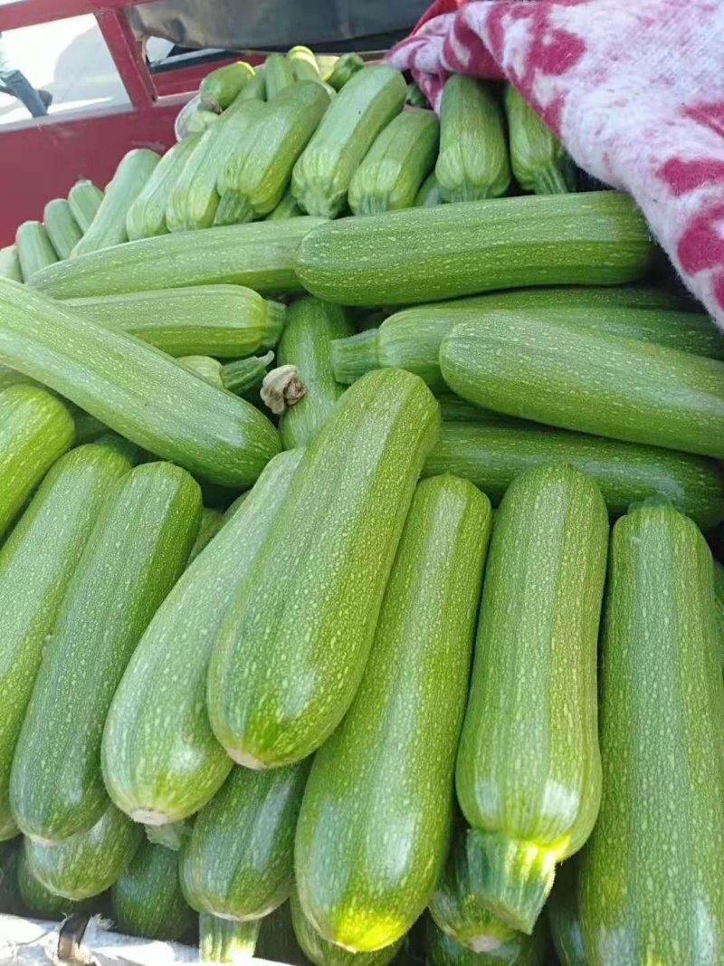 西葫芦瓜大量现货质量保证柿大量上市，货源充足
