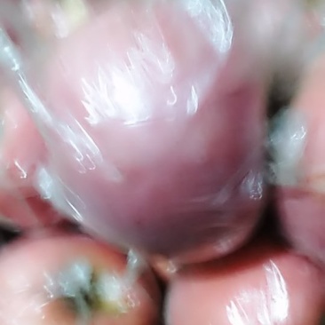 红富士苹果