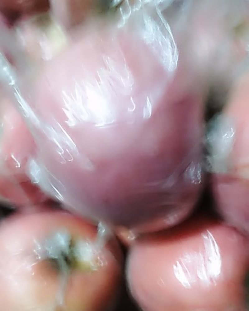 红富士苹果