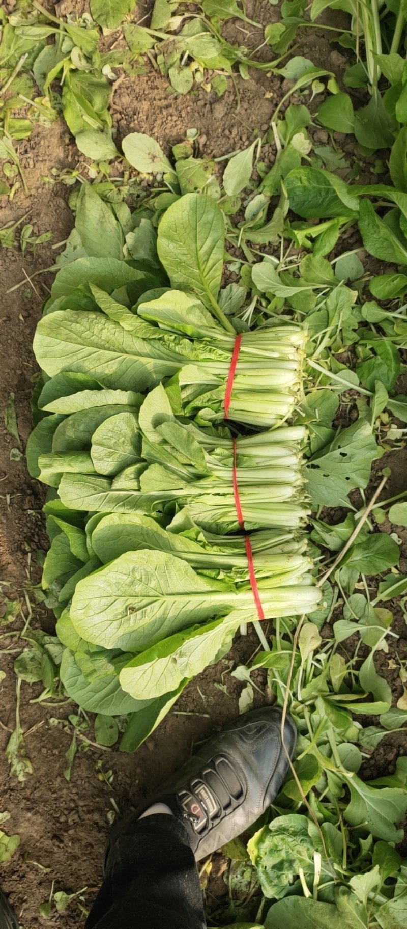 蔬菜