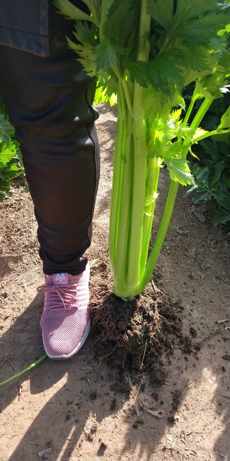 芹菜，大量优质芹菜上市，欢迎新老顾客光顾