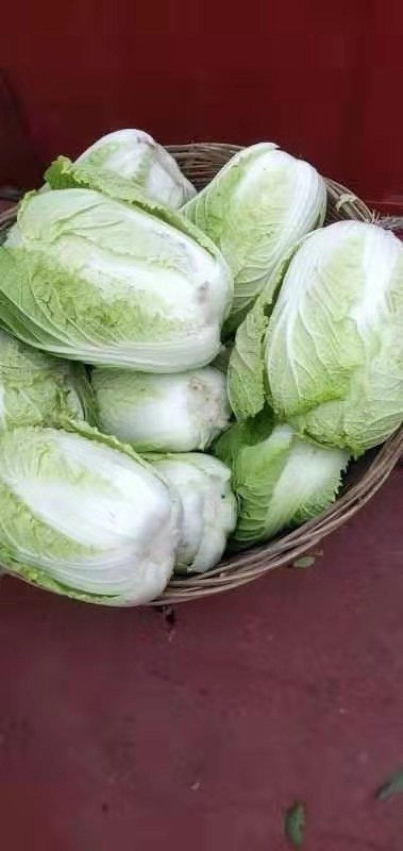 精品大白菜无虫无烧心。。大小个头都有。。