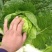 精品大白菜无虫无烧心。。大小个头都有。。