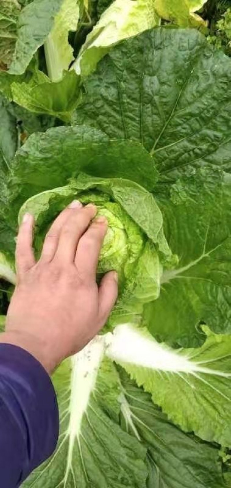 精品大白菜无虫无烧心。。大小个头都有。。