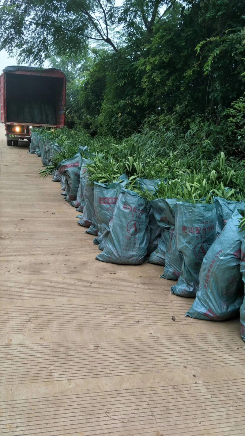 夹竹桃自家育苗基地品种纯正价格优惠品质保证