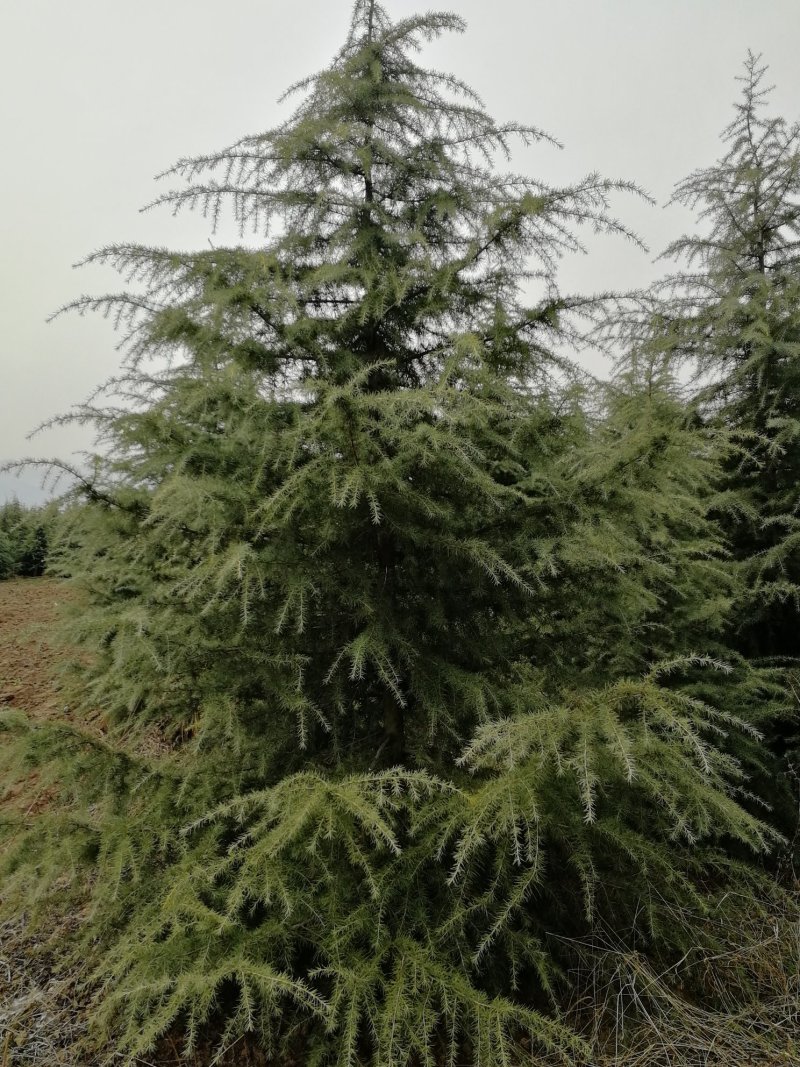 雪松3-8米各种规格质美价优代办各类本地苗木