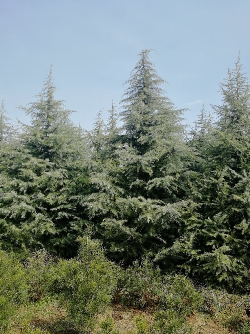 雪松3-8米各种规格质美价优代办各类本地苗木