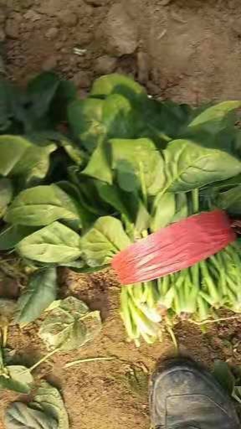 【精品】大叶菠菜，山东惠民万亩菠菜基地，大量供货！