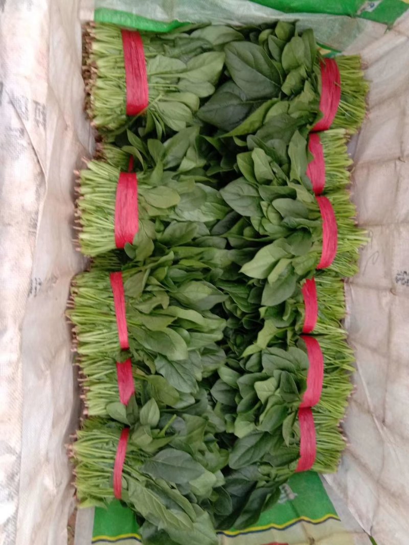 【精品】大叶菠菜，山东惠民万亩菠菜基地，大量供货！