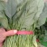 【精品】大叶菠菜，山东惠民万亩菠菜基地，大量供货！