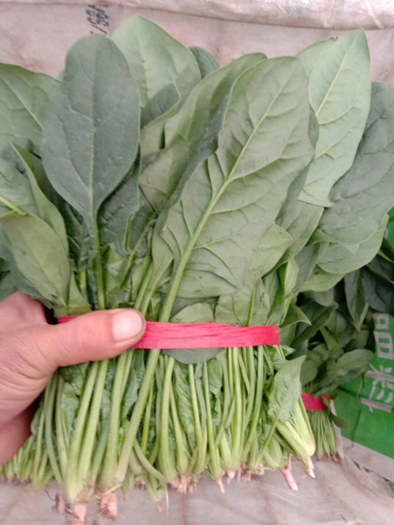 【精品】大叶菠菜，山东惠民万亩菠菜基地，大量供货！