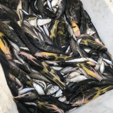 东北野生鲶鱼