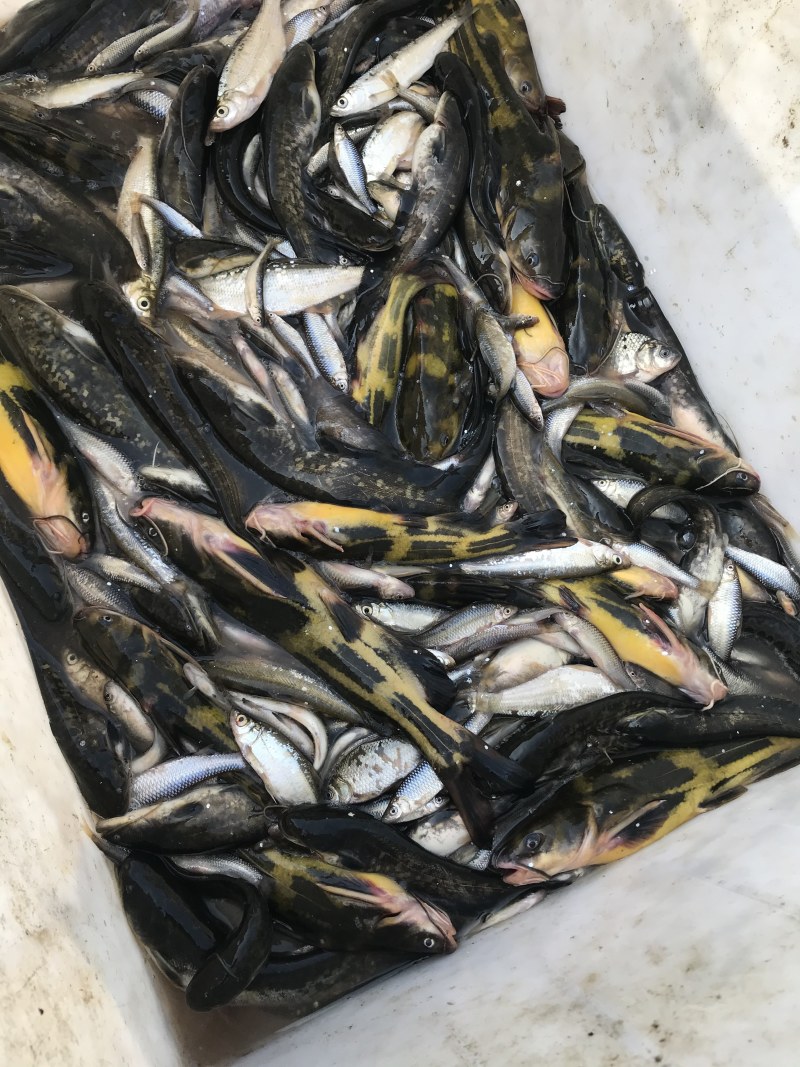 东北野生鲶鱼