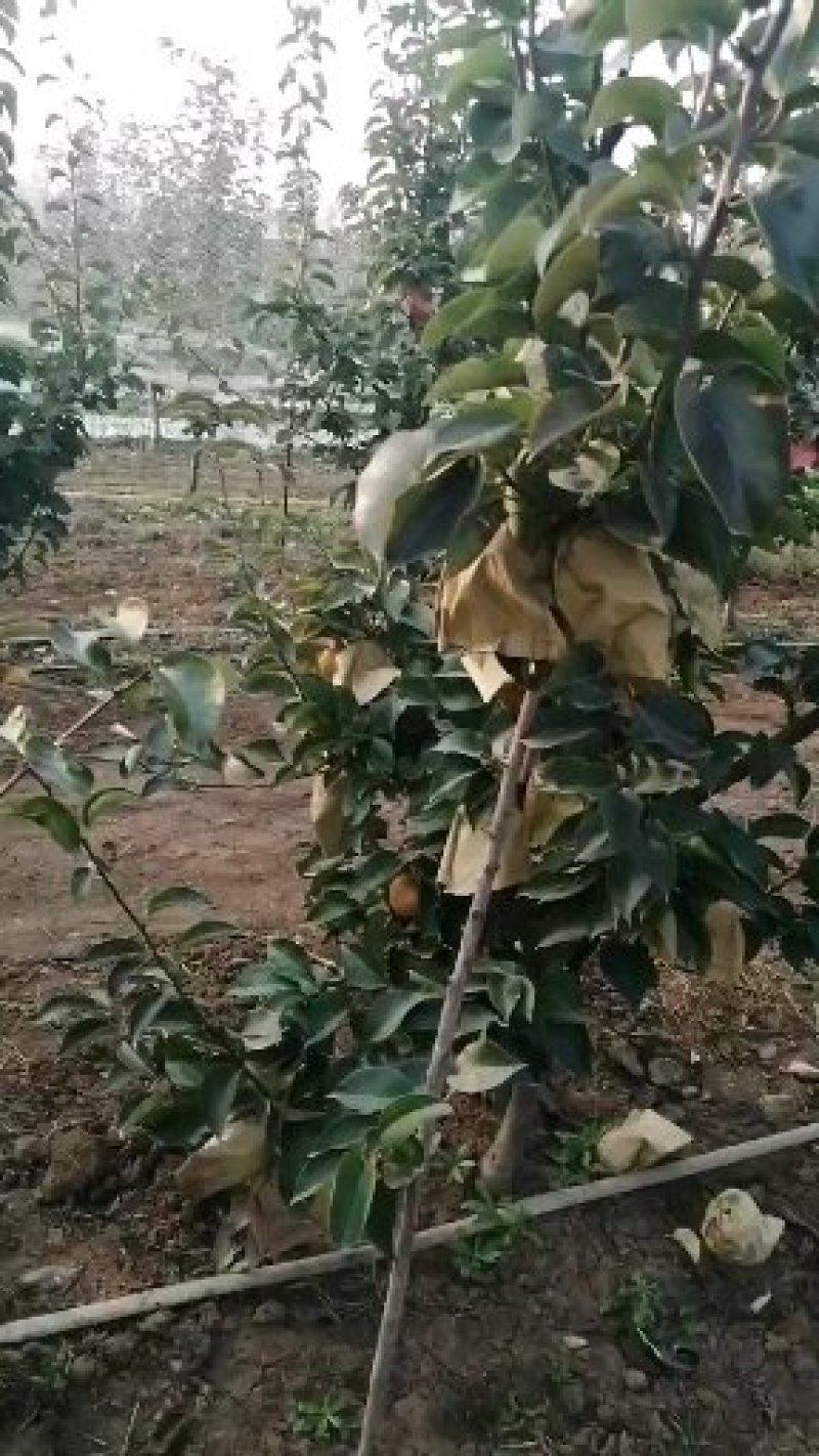 晚秋黄梨