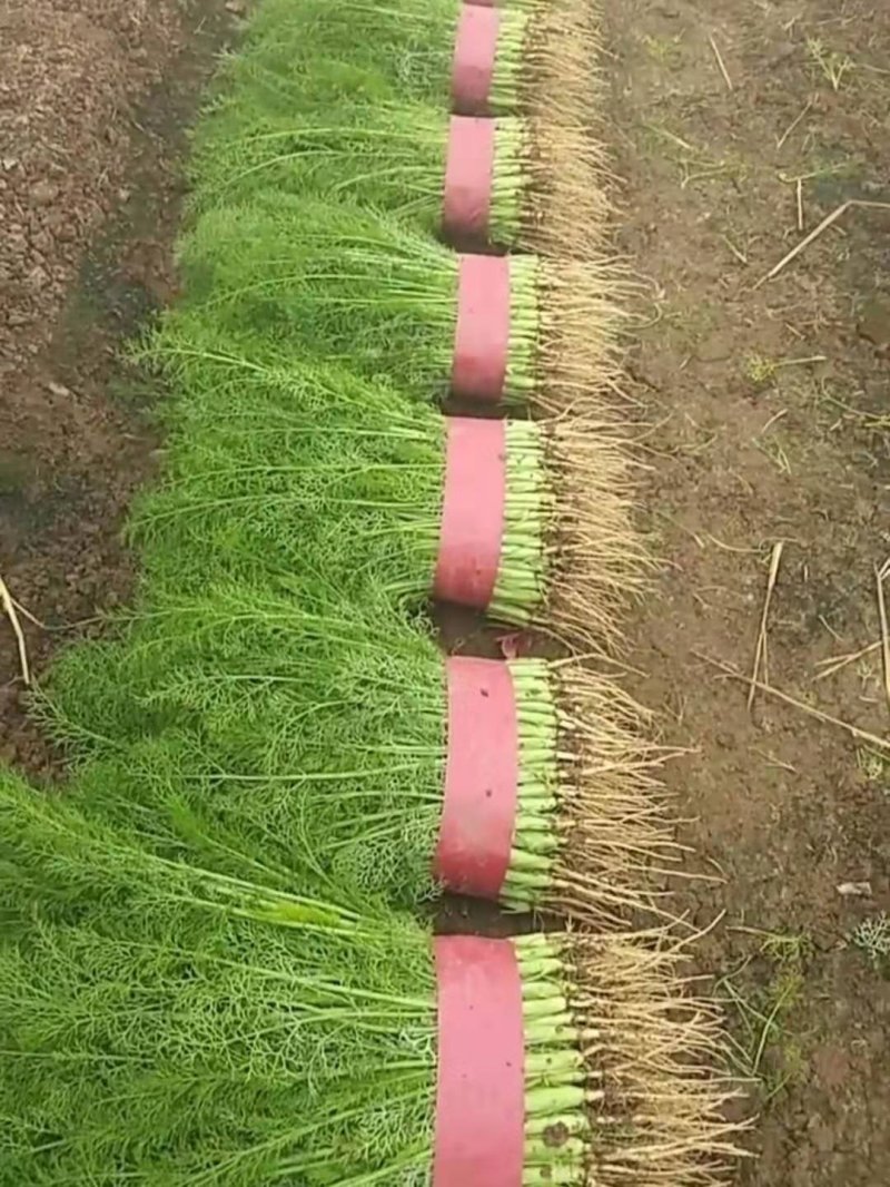 茴香苗大量有货，四季供应质量保证，包装齐全