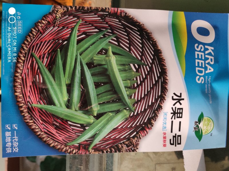 水果二号秋葵种子杂交一代蒴果油绿明亮