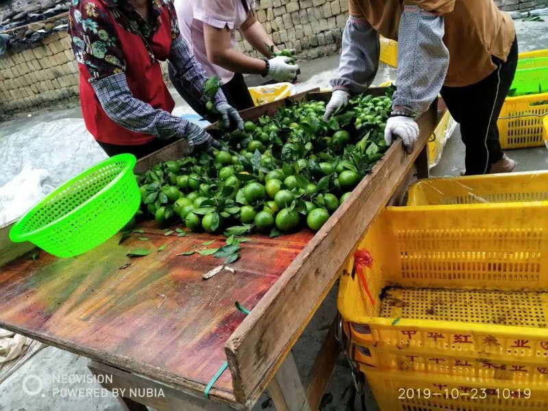 大量皇帝柑已经上市了，如果有老板需要可以联系我
