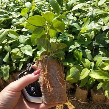 广西土茯苓苗，白肉粉质土茯苓苗，杯苗，两条芽起苗