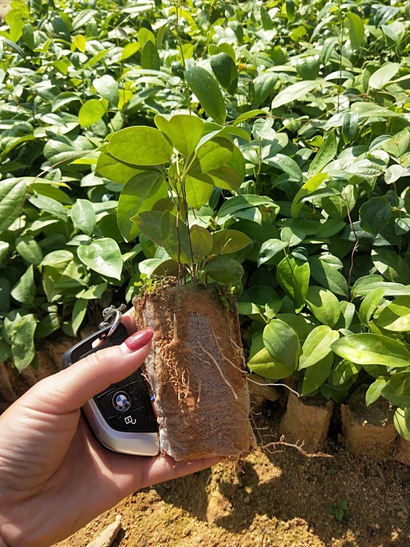 广西土茯苓苗，白肉粉质土茯苓苗，杯苗，两条芽起苗