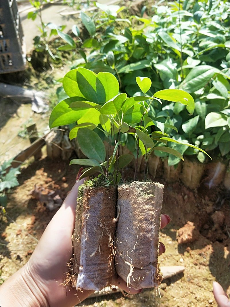 广西土茯苓苗，白肉粉质土茯苓苗，杯苗，两条芽起苗