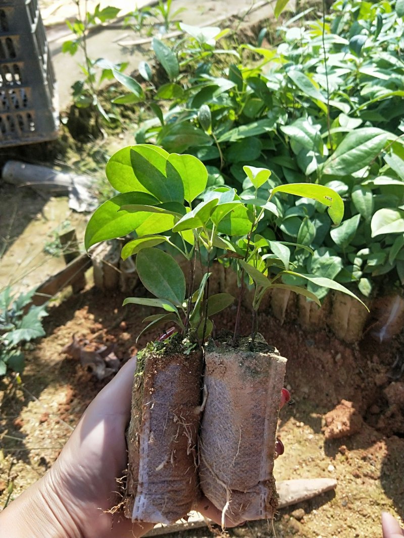 广西土茯苓苗，白肉粉质土茯苓苗，杯苗，两条芽起苗