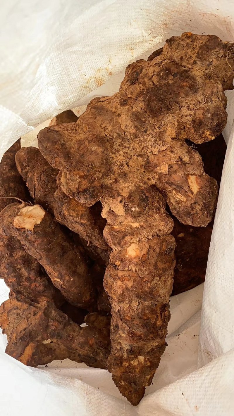 广西土茯苓苗，白肉粉质土茯苓苗，杯苗，两条芽起苗