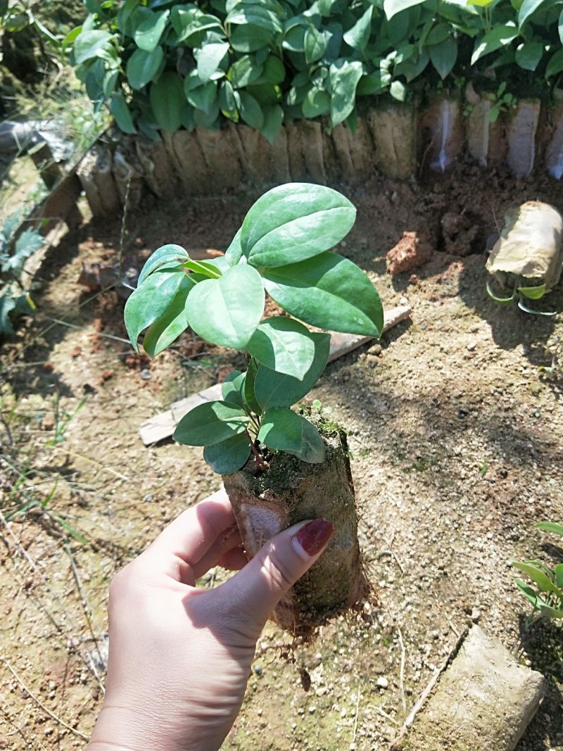 广西土茯苓苗，白肉粉质土茯苓苗，杯苗，两条芽起苗