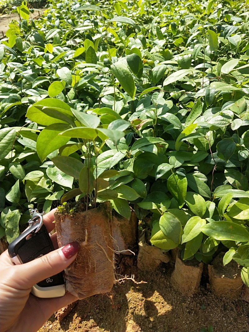 广西土茯苓苗，白肉粉质土茯苓苗，杯苗，两条芽起苗