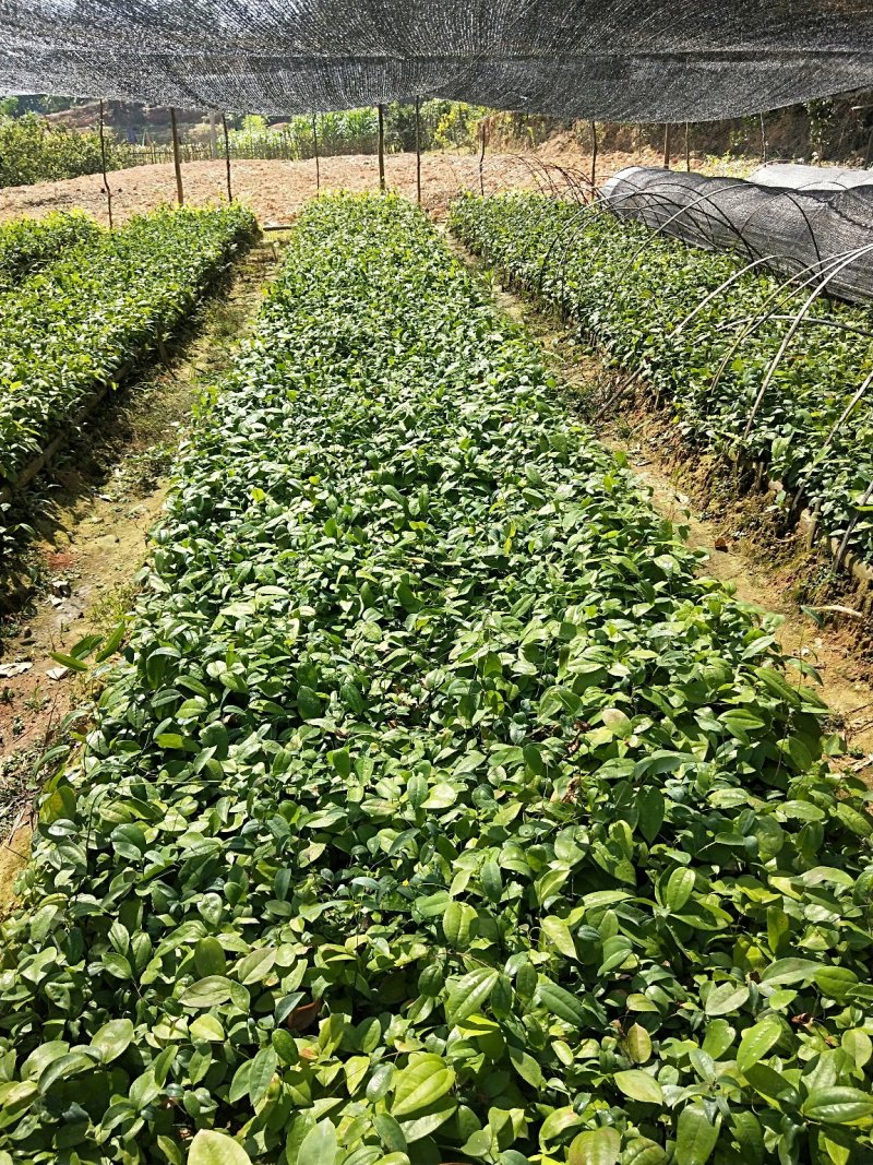 广西土茯苓苗，白肉粉质土茯苓苗，杯苗，两条芽起苗
