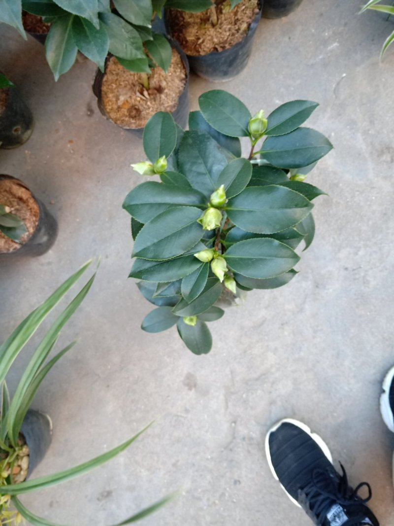 稀有品种:品种茶花之一，可娜“绿茶”茶花，白中带绿