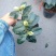 稀有品种:品种茶花之一，可娜“绿茶”茶花，白中带绿