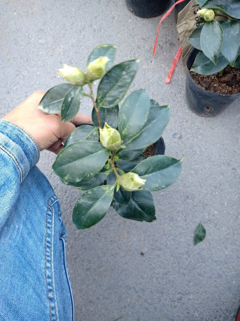 稀有品种:品种茶花之一，可娜“绿茶”茶花，白中带绿