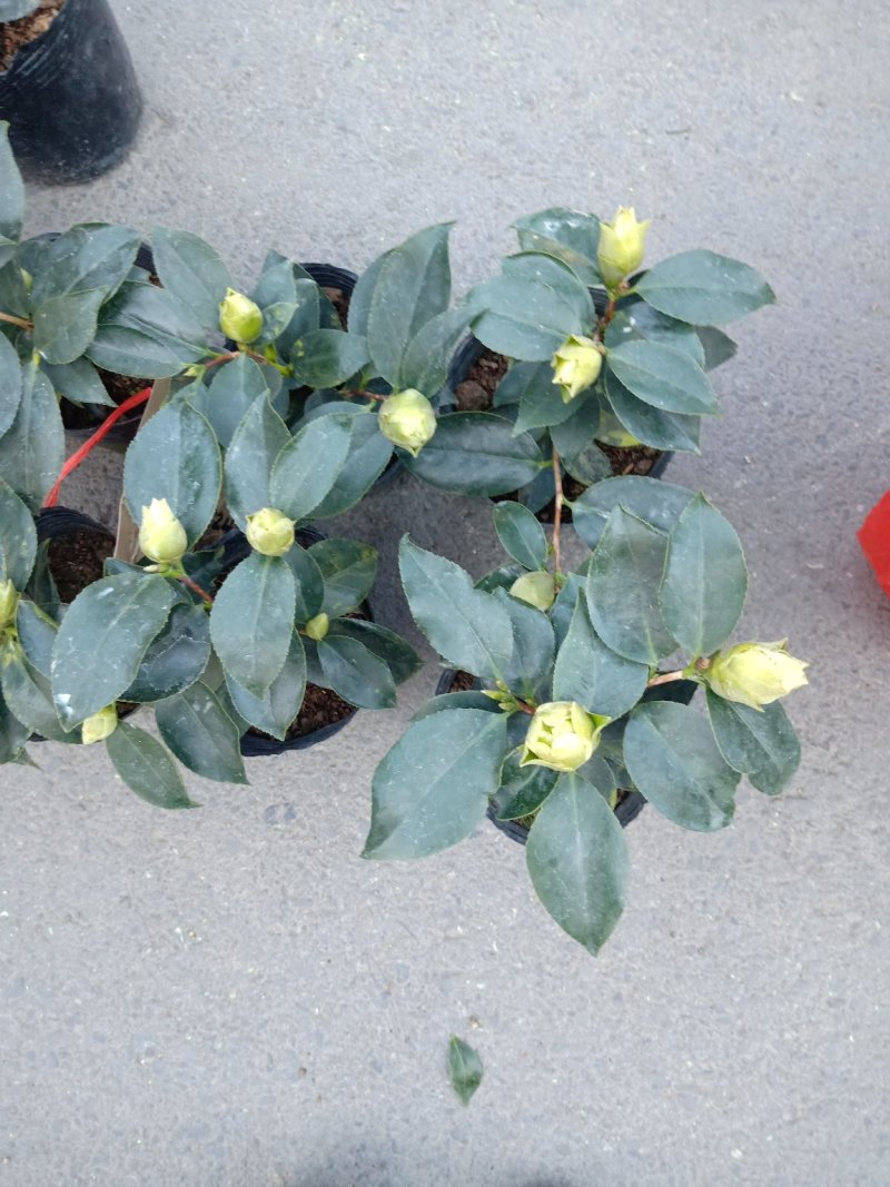 稀有品种:品种茶花之一，可娜“绿茶”茶花，白中带绿