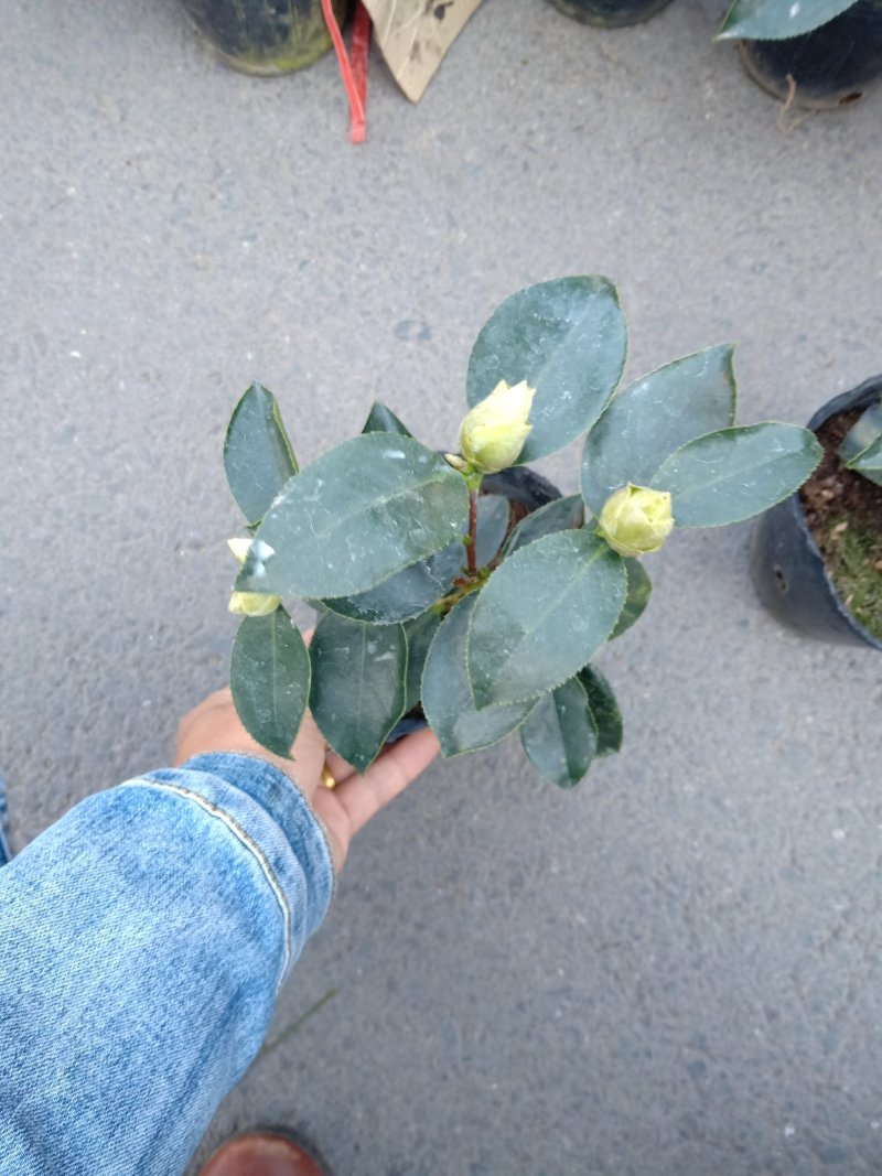 稀有品种:品种茶花之一，可娜“绿茶”茶花，白中带绿