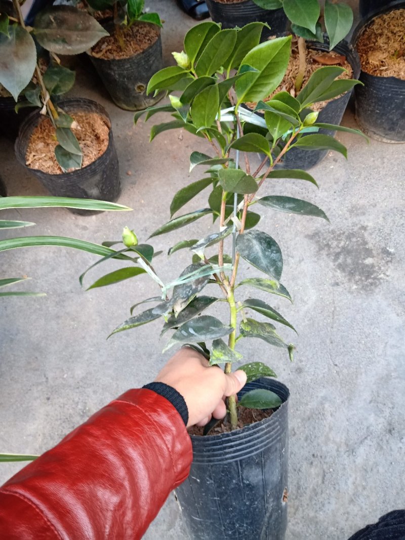 稀有品种:品种茶花之一，可娜“绿茶”茶花，白中带绿