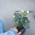 稀有品种:品种茶花之一，可娜“绿茶”茶花，白中带绿