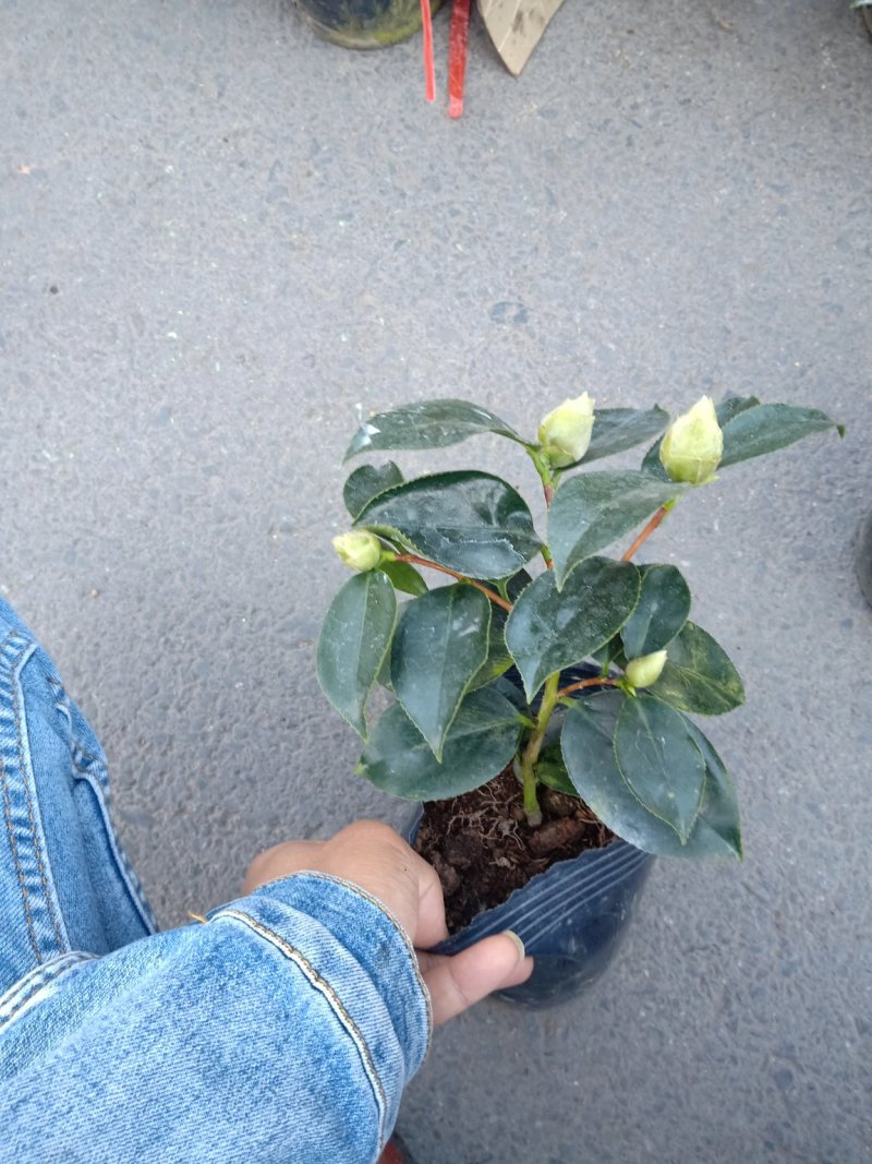 稀有品种:品种茶花之一，可娜“绿茶”茶花，白中带绿