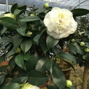 稀有品种:品种茶花之一，可娜“绿茶”茶花，白中带绿